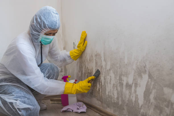 Best Commercial Mold Removal  in Taylor, MI