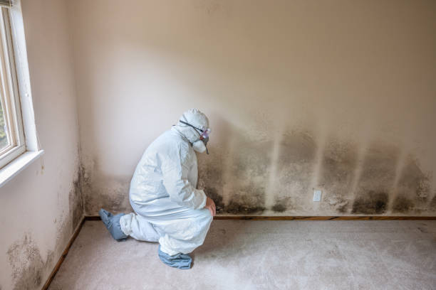 Best Attic Mold Removal  in Taylor, MI